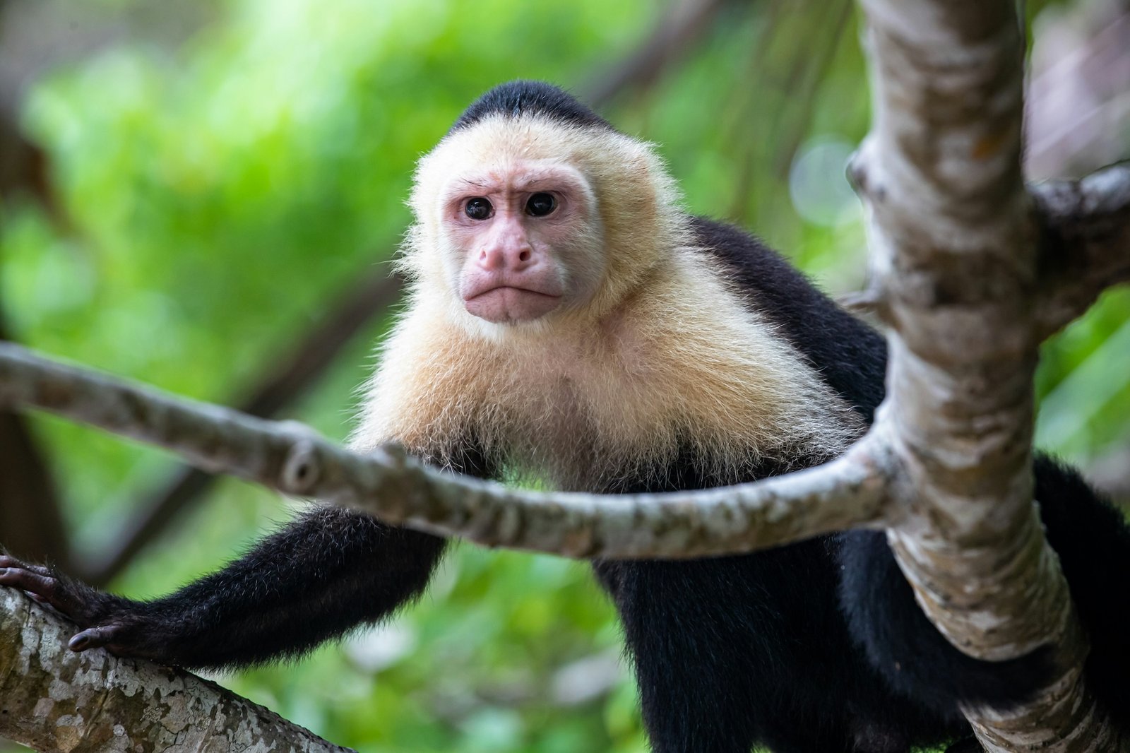 White-faced capuchin monkey in a Costa Rica rainforest