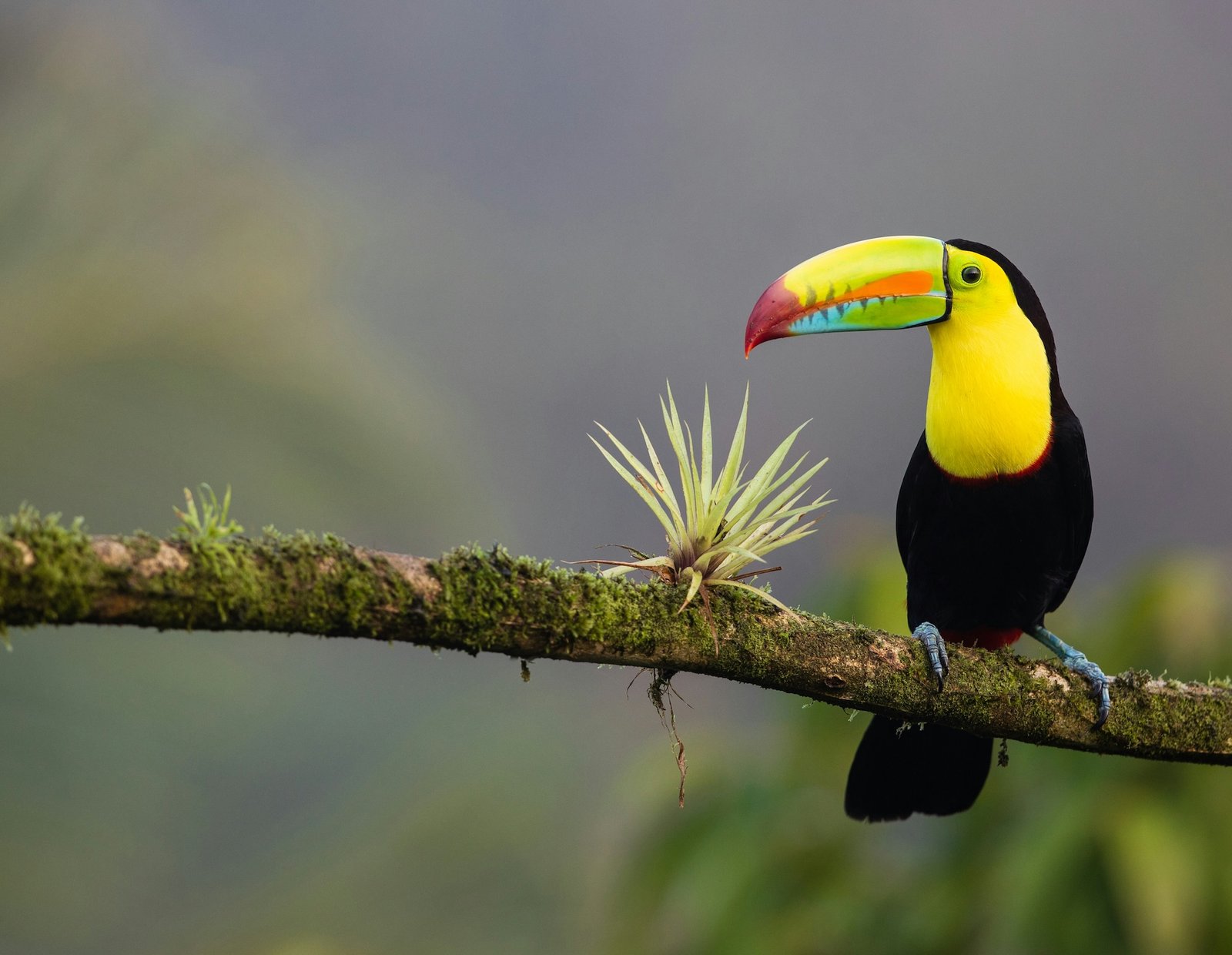 A keel-billed toucan perches on a moss-covered branch in Costa Rica&rsquo;s rainforest