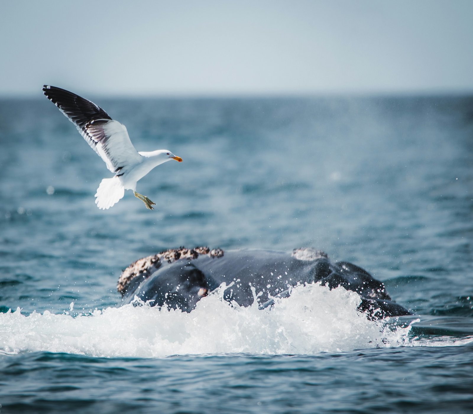 A humpback whale surfaces as a seagull flies past, ocean spray filling the frame